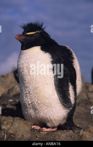 Rockhopper Penguin, Falkland Inseln Stockfoto