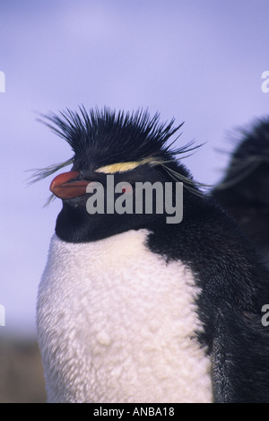 Felsenpinguin auf den Falkland-Inseln Stockfoto