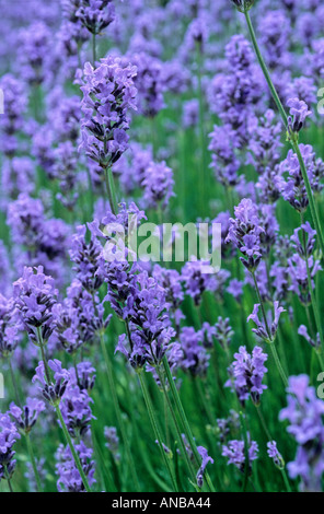 Lavendel-Hecke Stockfoto