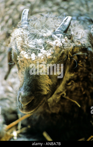 Baby-Angora-Ziege Stockfoto