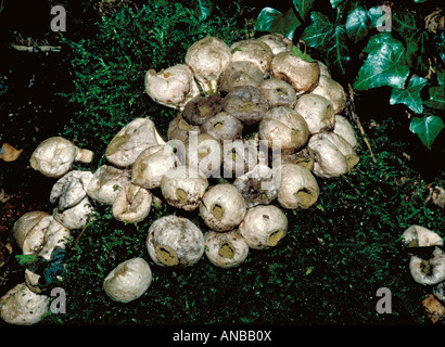 Stumpf Puffball Pilz Lycoperdon Pyriforme Lycoperdaceae Stockfoto