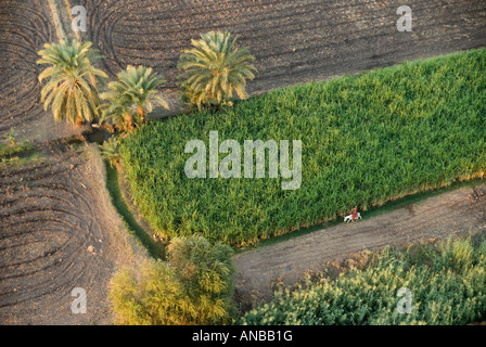 Ägypten-Ballonfahrt über West Bank des Nils in Luxor mit Viking Air lokalen Firmenansicht von Feldern Stockfoto