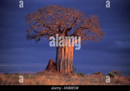 Einsamer Baobab (Affenbrotbäume Digitata) gegen einen dunkelblauen stürmischen Himmel Stockfoto