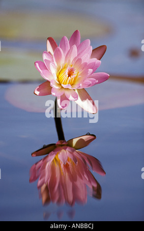 Eine Nahaufnahme von einer rosa Seerose Blüte im Wasser gespiegelt Stockfoto