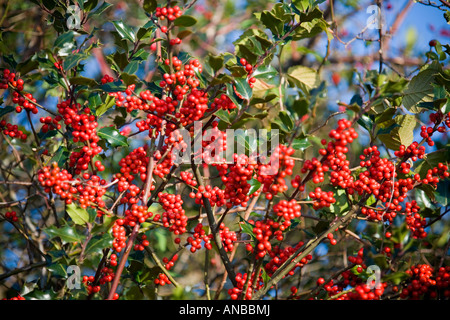 Eine englische Holly in Fruktifikation (Frankreich). Houx Commun (Ilex Aquifolium) En Früchte (Frankreich). Stockfoto