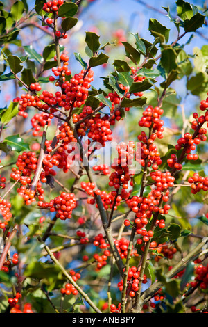 Eine englische Holly in Fruktifikation (Frankreich). Houx Commun (Ilex Aquifolium) En Früchte (Frankreich). Stockfoto