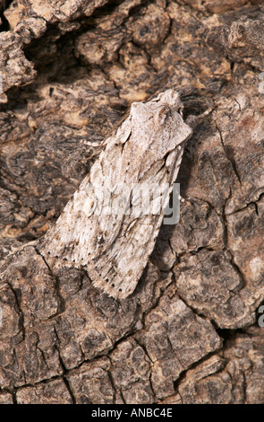 Grau-Schulter Knoten Reliefzeichnung Ornitopus auf Rinde Potton bedfordshire Stockfoto