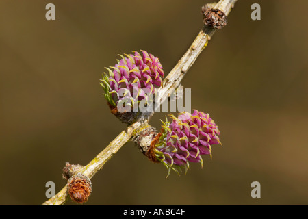 Gemeinsamen Lärche Blume Larix Decidua Potton bedfordshire Stockfoto