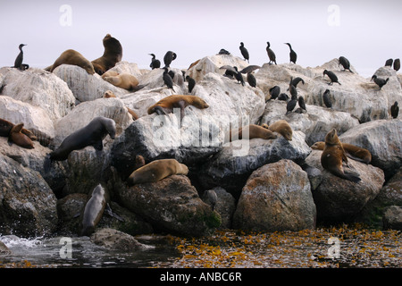 "Sea Lions" und Kormoranen ruhen auf den Felsen, Monterey, Kalifornien USA Stockfoto