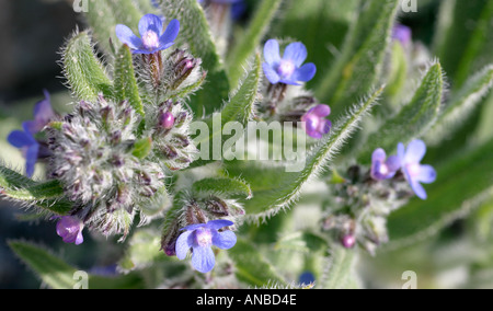 Wildblumen Stockfoto