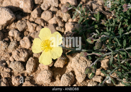 Wildblumen von Zypern. Helianthemum Obtusifoluim. Die offene Blume einer Sun Rose aufdrehen sein Gesicht zur Sonne Stockfoto