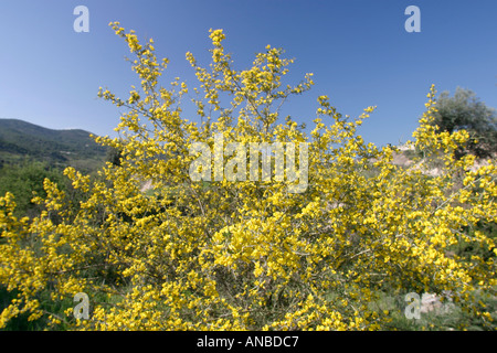 Goldener Ginster im Frühlingssonnenschein und blauem Himmel Stockfoto