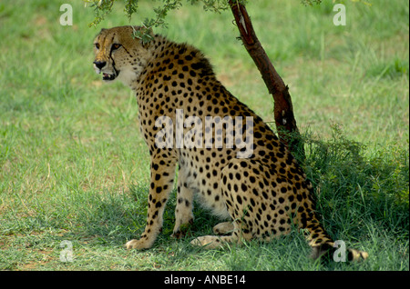 Krüger Nationalpark-Südafrika GMM 1016 Stockfoto