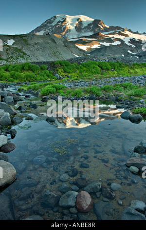 Mt. Rainier Sommerwiesen Stockfoto