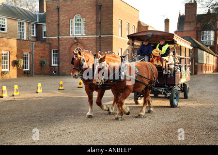 "Suffolk Punch" Shirehorses und Beförderung, Newmarket, Suffolk, England Stockfoto