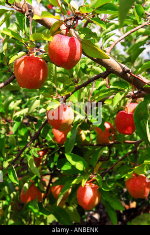 Rote reife Äpfel auf Apfel Bäume Zweigen im Obstgarten Stockfoto