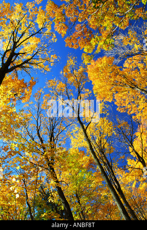 Herbst Ahornbäume Leuchten bei Sonnenschein mit blauem Himmelshintergrund Stockfoto