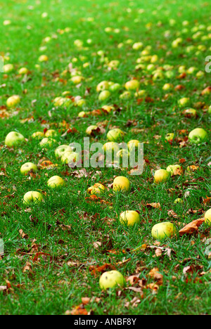 Gefallenen Äpfel unter einem Baum in einem Obstgarten Stockfoto