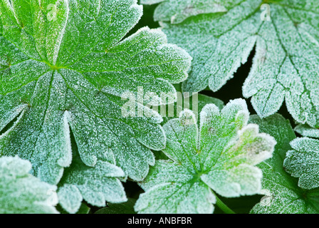 Morgen Frost auf Pflanzenblättern im Spätherbst Stockfoto