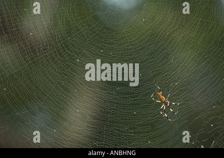 Golden Silk Spinne Nephila Clavipes Fehler Musterdesign Web Reparaturen komplizierte weben Stockfoto