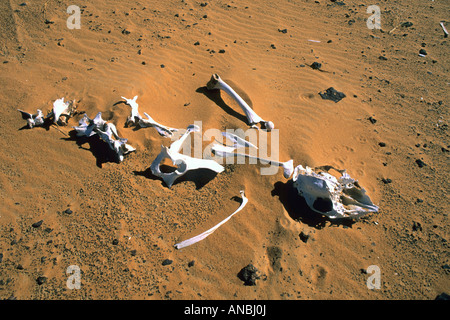 Die ausgetrockneten Reste einiger des Skeletts (Knochen) ein Dromedar (Kamel) in der Wüste sand Stockfoto