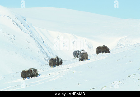 Moschusochsen - Herde im Schnee / Ovibos Moschatus Stockfoto