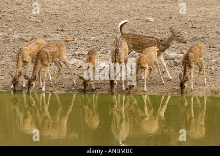 Chitals - trinken / Achse Achse Stockfoto