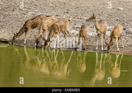 Chitals - trinken / Achse Achse Stockfoto