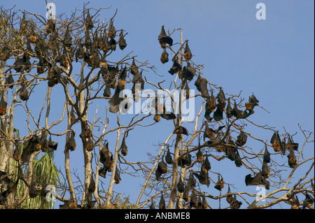 Grey-Headed-Flughunde - an einem Baum hängen / Pteropus Poliocephalus Stockfoto