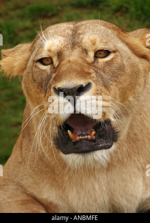 Löwe - weiblich - Porträt / Panthera Leo Stockfoto