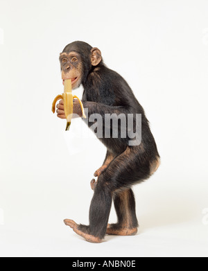 Östlicher Schimpanse (Pan troglodytes). Junge, die eine Banane essen. Studiobild vor weißem Hintergrund Stockfoto