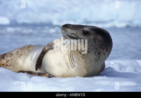 Seeleopard / Hydrurga Leptonyx Stockfoto