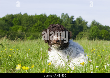 Lagotto Romagnolo Hund - Welpe auf Wiese Stockfoto