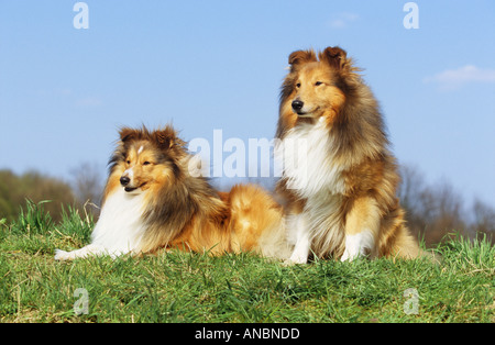 zwei Hunde Sheltie - auf Wiese Stockfoto