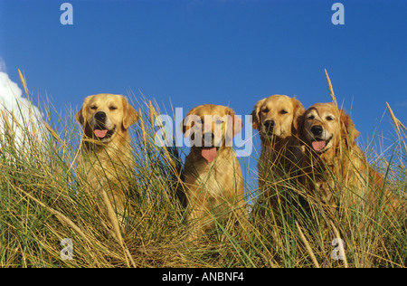 vier Golden Retriever Hunde in den Dünen Stockfoto