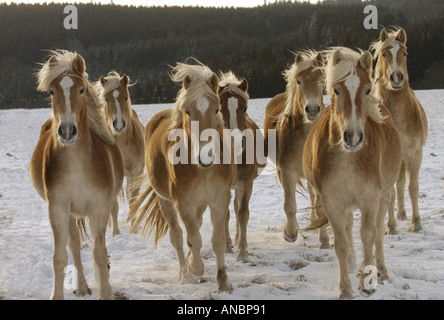 Haflinger - Herde im Schnee Stockfoto