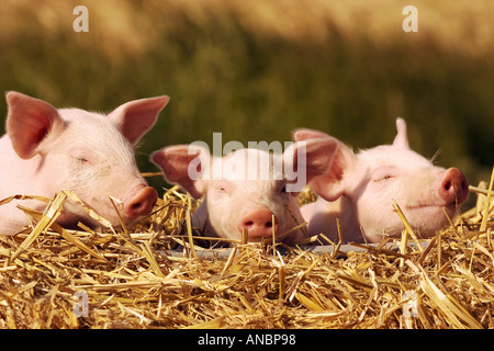 Hausschwein. drei Ferkel im Stroh Stockfoto