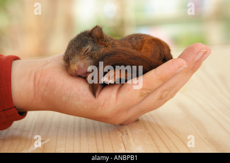 Rotes Eichhörnchen (Sciurus vulgaris). Baby liegt auf einer Hand Stockfoto