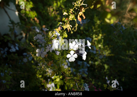 Weißer Jasmin Jasminum Officinale Familie Olea Dichter Jasmine gemeinsame White Jasmine süß duftende weiße Blume immergrüner Strauch Stockfoto