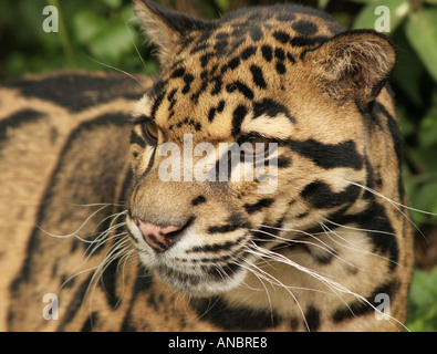 Nebelparder Stockfoto
