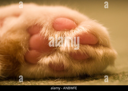 Nahaufnahme von weißen Katzen Pfote Stockfoto