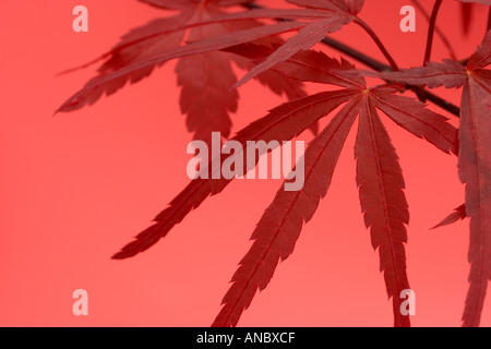 Japanischer Ahorn vor rotem Hintergrund Stockfoto