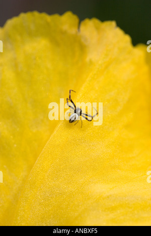 Spinne auf gelbe Blume Stockfoto