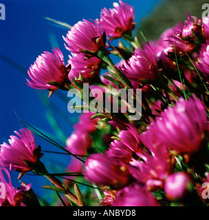 Lampranthus Multiradiatus rosa Blume Stockfoto