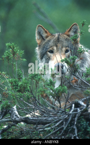 Europäische graue Wolf (Canis Lupus Lupus), Schweden Stockfoto