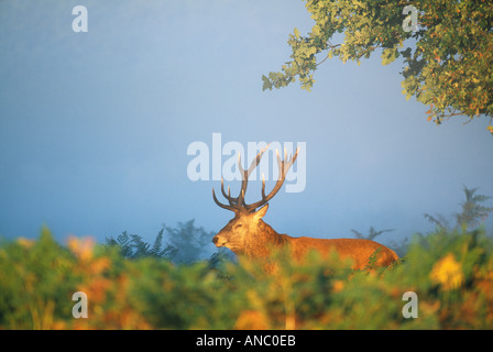 Rothirsch Cervus Elaphus Hirsch im Morgengrauen UK Herbst Stockfoto