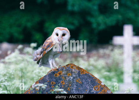Schleiereule Tyto alba Rückkehr zum Nest in Kirchhof umklammerte Beute spitzmaus Sommer uk Stockfoto