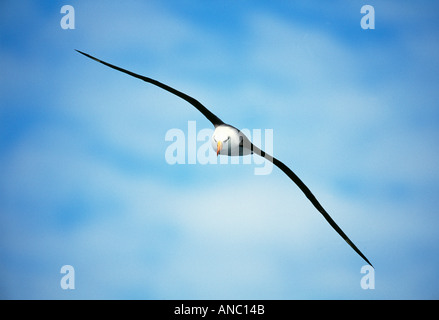 Schwarzen browed Albatros Diomedea Melanorphris im Flug über den Ozean südlichen Ozean vor Südgeorgien Januar Stockfoto