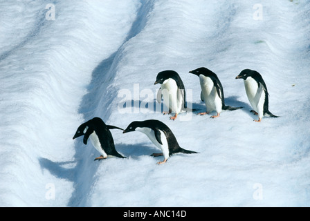 Adelie-Pinguine Pygoscelis Adeliae Einfassung ihren Weg nach unten einen rutschigen Eisbergs Paulet Insel Antarktis Stockfoto