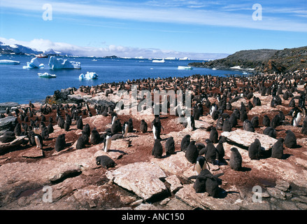 Adelie Penguin Pygoscelis Adeliae Kolonie Schindel Bucht Livingston Island Antarktis Januar Stockfoto